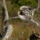 Eurasian Sparrowhawk hunting